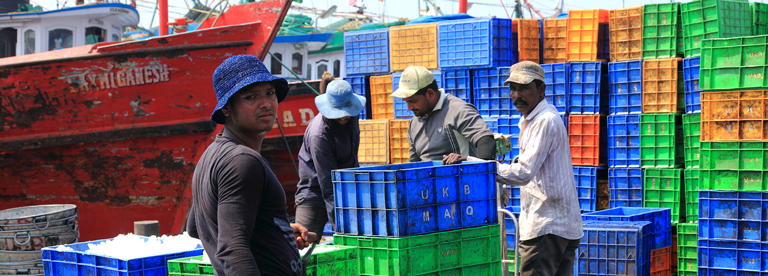 laborers collect the fish from the fishing boats to crates in the old fishing harbour