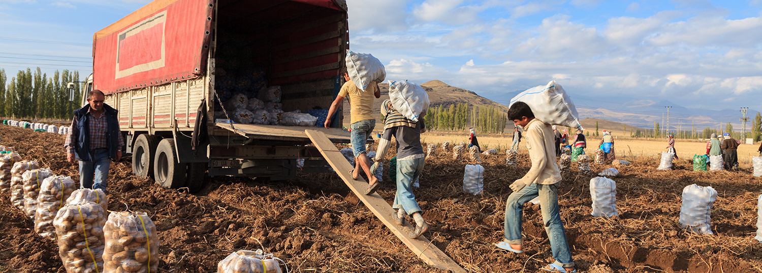 seasonal worker in agricultural production sector in Anatolia, Develi , Turkey Country